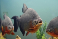 Een Piranha als Huisdier: Wat je moet weten