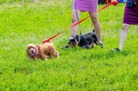 Van hondenliefhebber tot professional: Hoe je een hondendagverblijf begint 