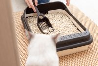 Wat is een goeie kattenbak voor jouw kat?