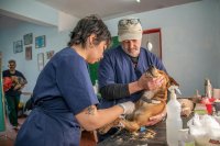 Waarom je dierenartsrekening steeds hoger uitvalt