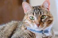 Slimme halsbanden zien ziekte bij je kat eerder dan jij