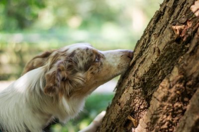 Je hond heeft meer hersenstimulatie nodig dan je denkt