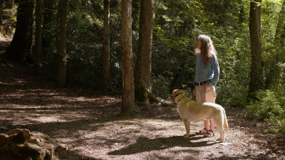 Zo bescherm je je hond dit tekenseizoen