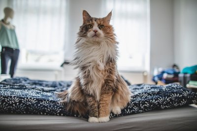 Jouw kat moet gechipt worden en hier moet je op letten