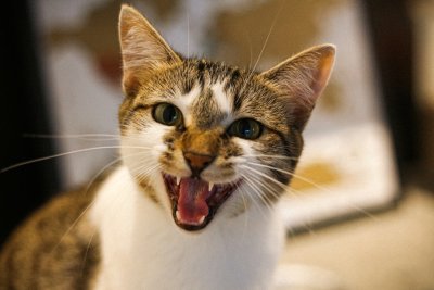 Katten miauwen meer dan twee keer vaker bij mannen