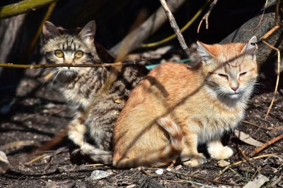 Schiermonnikoog pakt zwerfkatten aan met drones dit najaar
