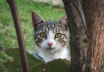 De eikenprocessierups is dit jaar ook link voor je kat