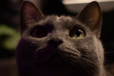 Je kat verstaat meer van jou dan je denkt