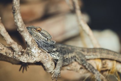 Mag jouw reptiel straks nog wel als huisdier?