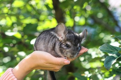 Chinchilla's en dwerghamsters blijven verboden als huisdier
