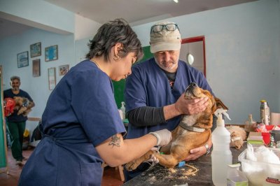 Waarom je dierenartsrekening steeds hoger uitvalt