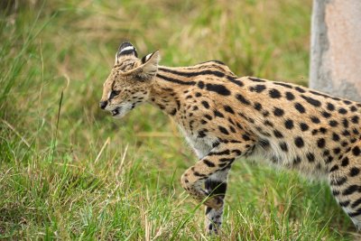Steeds meer mensen krijgen spijt van hun serval