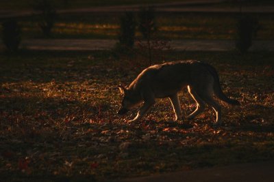 Dit weekend gaat de klok terug en jouw hond merkt het