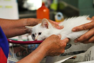 Waarom gaat je kat zo weinig naar de dierenarts?