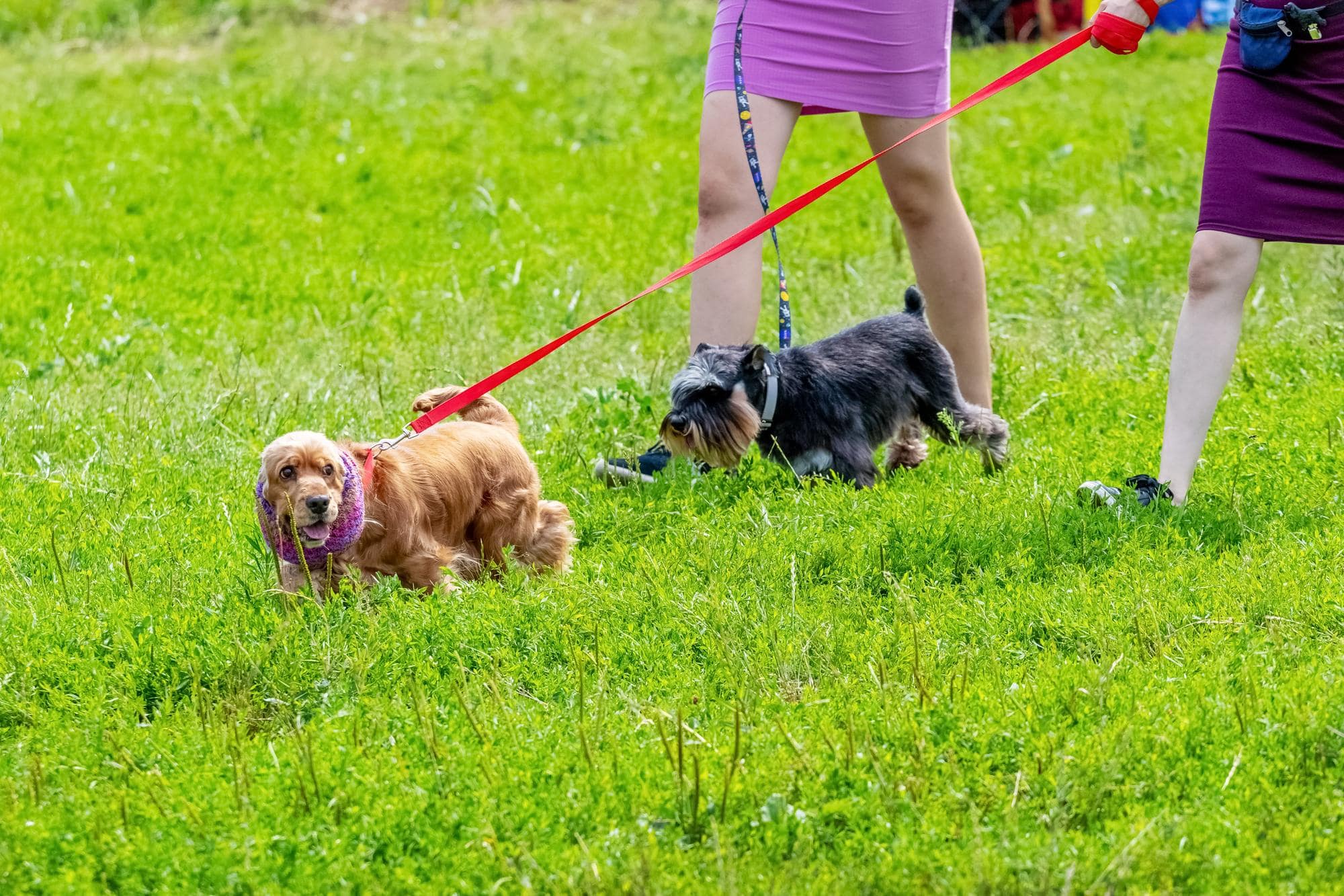 Van hondenliefhebber tot professional: Hoe je een hondendagverblijf begint 